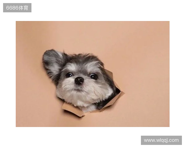 从“粉色小狗”变成粉毛美少女,一共要几步? 从“粉色小狗”变成粉毛美少女,一共要几步?